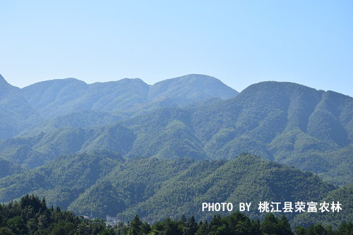 林业有害生物防治承包