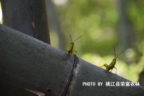 林业有害生物防治承包