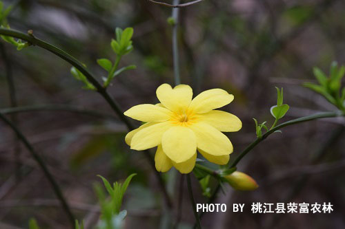 迎春花